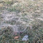 Snow mold